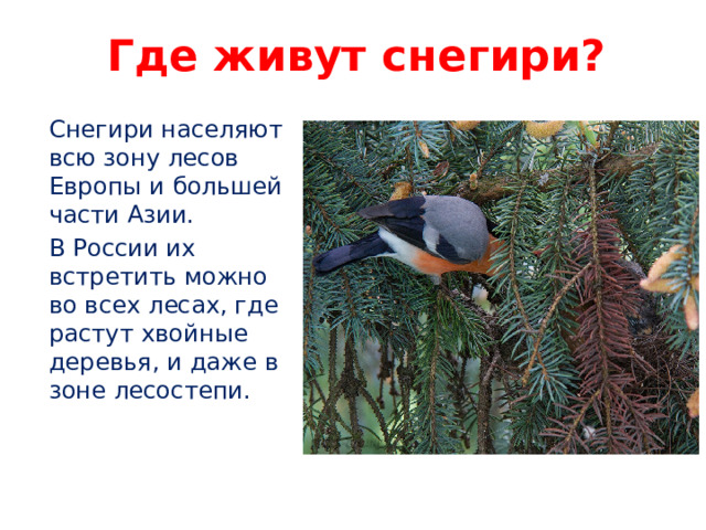 Где живут снегири? Снегири населяют всю зону лесов Европы и большей части Азии. В России их встретить можно во всех лесах, где растут хвойные деревья, и даже в зоне лесостепи.  