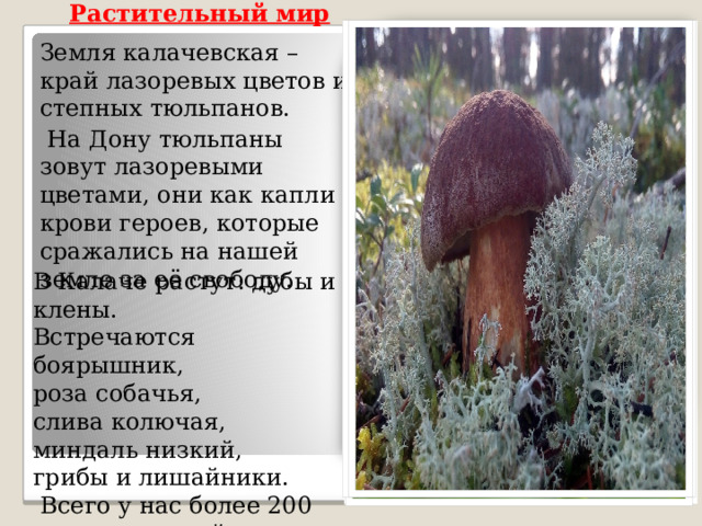 Растительный мир Земля калачевская – край лазоревых цветов и степных тюльпанов.  На Дону тюльпаны зовут лазоревыми цветами, они как капли крови героев, которые сражались на нашей земле за её свободу. В Калаче растут: дубы и клены. Встречаются боярышник, роза собачья, слива колючая, миндаль низкий, грибы и лишайники.   Всего у нас более 200 видов растений.  
