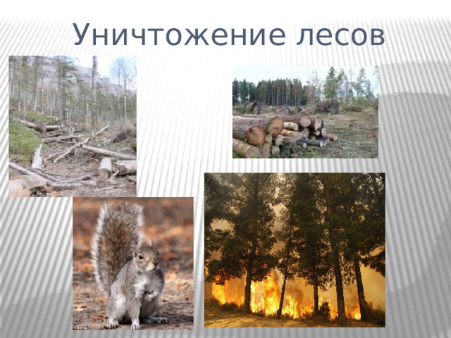 Уничтожение лесов 