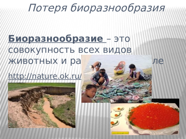 Потеря биоразнообразия Биоразнообразие – это совокупность всех видов животных и растений на Земле http://nature.ok.ru/ 