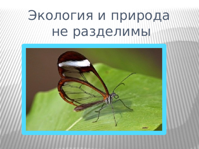 Экология и природа  не разделимы 