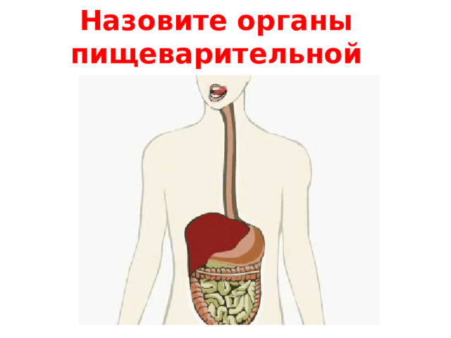 Назовите органы пищеварительной системы Детям дается распечатки задания, потом можно легко проверить с помощью этого слайда.  