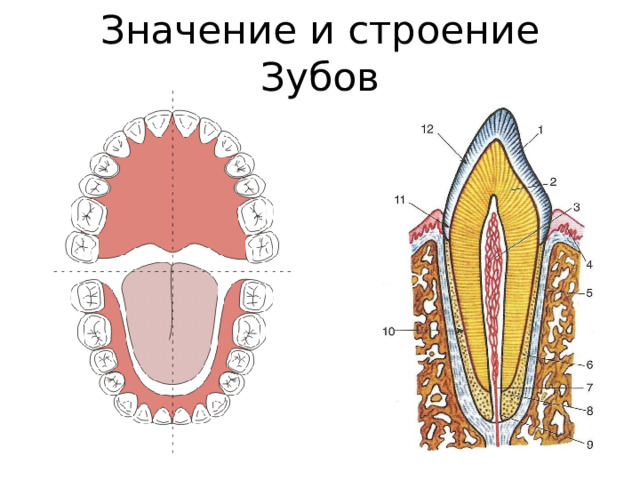 Значение и строение Зубов 