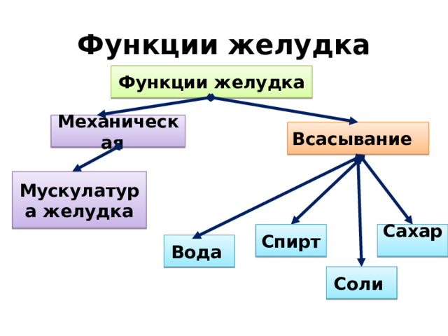 Функции желудка Функции желудка Механическая Всасывание Мускулатура желудка Сахар Спирт Вода Соли 