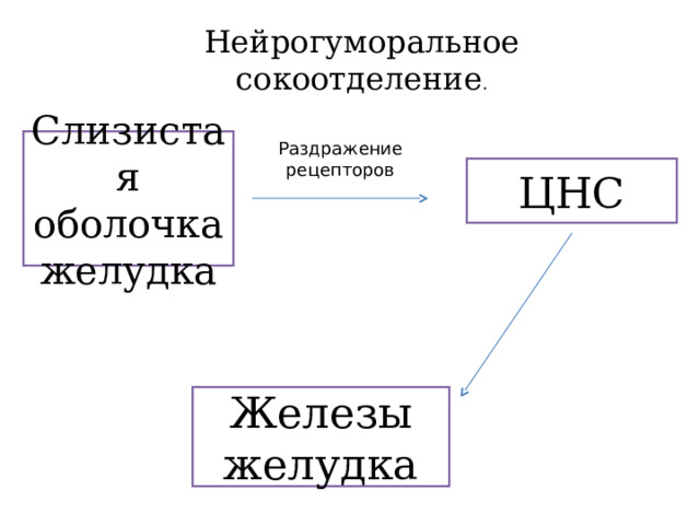 Нейрогуморальное сокоотделение . Слизистая оболочка желудка ЦНС Железы желудка 