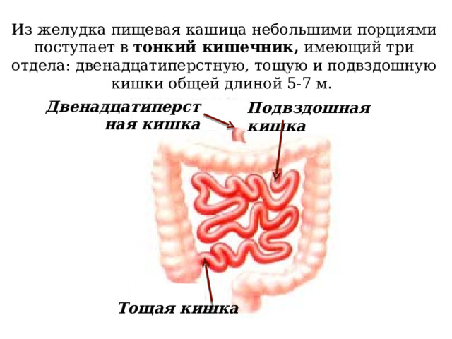Из желудка пищевая кашица небольшими порциями поступает в  тонкий кишечник,  имеющий три отдела: двенадцатиперстную, тощую и подвздошную кишки общей длиной 5-7 м. Двенадцатиперстная кишка Подвздошная кишка Тощая кишка 