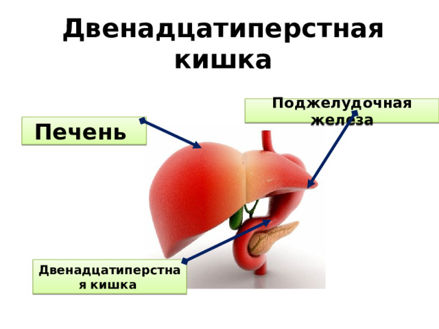 Двенадцатиперстная кишка Поджелудочная железа Печень Двенадцатиперстная кишка 