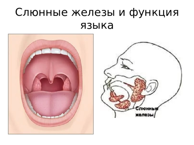 Слюнные железы и функция языка 