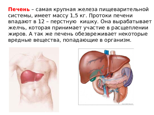 Печень – самая крупная железа пищеварительной системы, имеет массу 1,5 кг. Протоки печени впадают в 12 – перстную кишку. Она вырабатывает желчь, которая принимает участие в расщеплении жиров. А так же печень обезвреживает некоторые вредные вещества, попадающие в организм. 