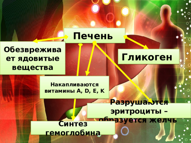 Печень Обезвреживает ядовитые вещества Гликоген Накапливаются витамины A, D, E, K Разрушаются эритроциты – образуется желчь Синтез гемоглобина 