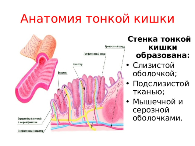 Анатомия тонкой кишки Стенка тонкой кишки образована: Слизистой оболочкой; Подслизистой тканью; Мышечной и серозной оболочками. 