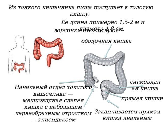 Из тонкого кишечника пища поступает в толстую кишку. Ее длина примерно 1,5-2 м и диаметр 4-8 см. ворсинки отсутствуют ободочная кишка сигмовидная кишка Начальный отдел толстого кишечника — мешковидная слепая кишка с небольшим червеобразным отростком — аппендиксом прямая кишки Заканчивается прямая кишка анальным отверстием. 