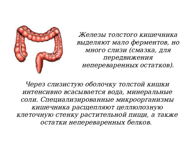 Железы толстого кишечника выделяют мало ферментов, но много слизи (смазка, для передвижения непереваренных остатков). Через слизистую оболочку толстой кишки интенсивно всасывается вода, минеральные соли. Специализированные микроорганизмы кишечника расщепляют целлюлозную клеточную стенку растительной пищи, а также остатки непереваренных белков. 