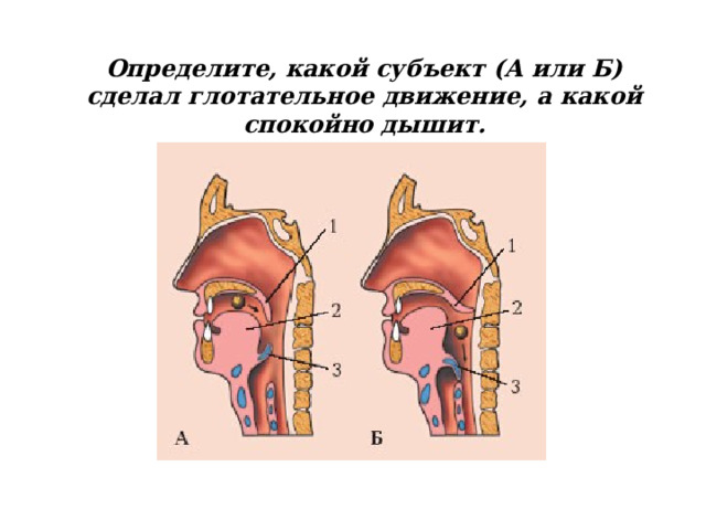 Определите, какой субъект (А или Б) сделал глотательное движение, а какой спокойно дышит. 