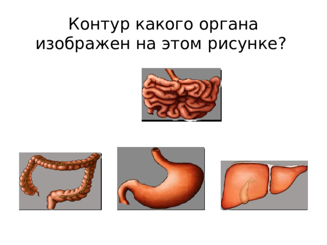Контур какого органа изображен на этом рисунке? 