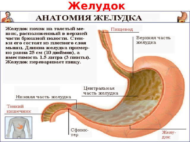 Желудок 