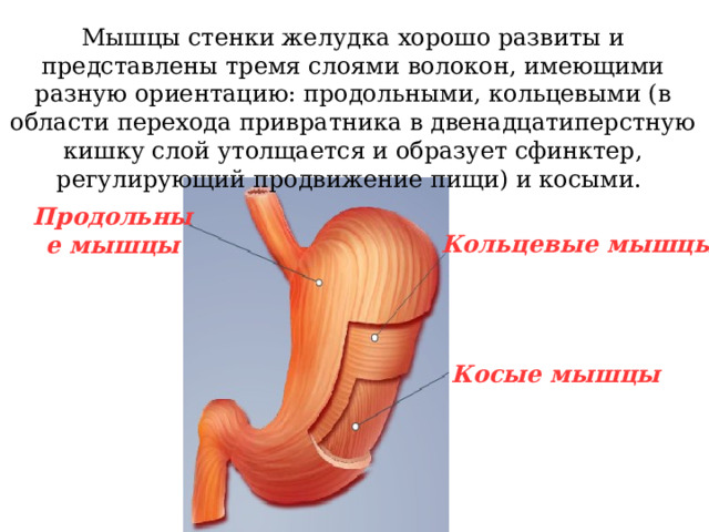 Мышцы стенки желудка хорошо развиты и представлены тремя слоями волокон, имеющими разную ориентацию: продольными, кольцевыми (в области перехода привратника в двенадцатиперстную кишку слой утолщается и образует сфинктер, регулирующий продвижение пищи) и косыми. Продольные мышцы Кольцевые мышцы Косые мышцы 
