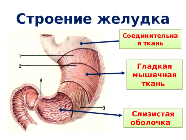 Строение желудка Соединительная ткань Гладкая мышечная ткань  Слизистая оболочка  