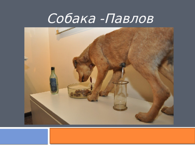 Собака -Павлов 