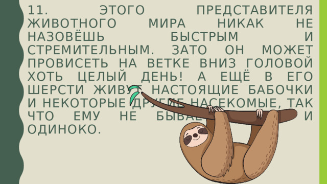 11. Этого представителя животного мира никак не назовёшь быстрым и стремительным. Зато он может провисеть на ветке вниз головой  хоть целый день! А ещё в его шерсти живут настоящие бабочки и некоторые другие насекомые, так что ему не бывает скучно и  одиноко. 