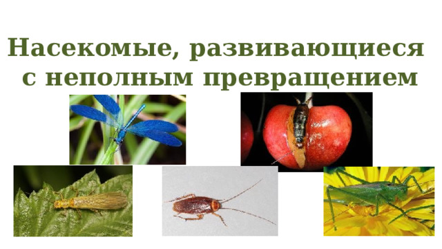 Насекомые, развивающиеся  с неполным превращением 