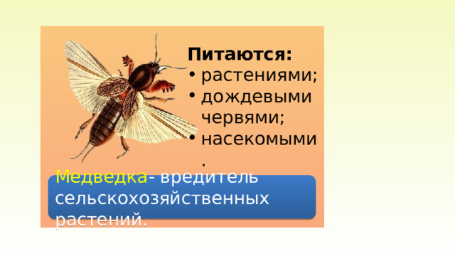 Медведки Питаются: растениями; дождевыми червями; насекомыми. Медведка - вредитель сельскохозяйственных растений. 