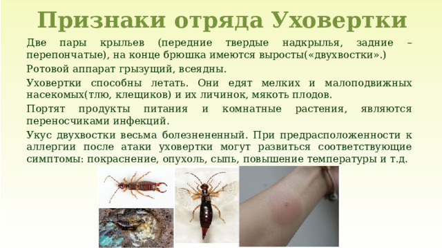 Признаки отряда Уховертки Две пары крыльев (передние твердые надкрылья, задние –перепончатые), на конце брюшка имеются выросты(«двухвостки».) Ротовой аппарат грызущий, всеядны. Уховертки способны летать. Они едят мелких и малоподвижных насекомых(тлю, клещиков) и их личинок, мякоть плодов. Портят продукты питания и комнатные растения, являются переносчиками инфекций. Укус двухвостки весьма болезнененный. При предрасположенности к аллергии после атаки уховертки могут развиться соответствующие симптомы: покраснение, опухоль, сыпь, повышение температуры и т.д. 