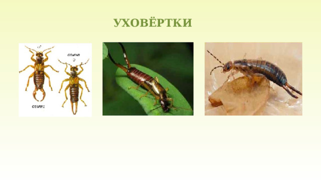 УХОВЁРТКИ 