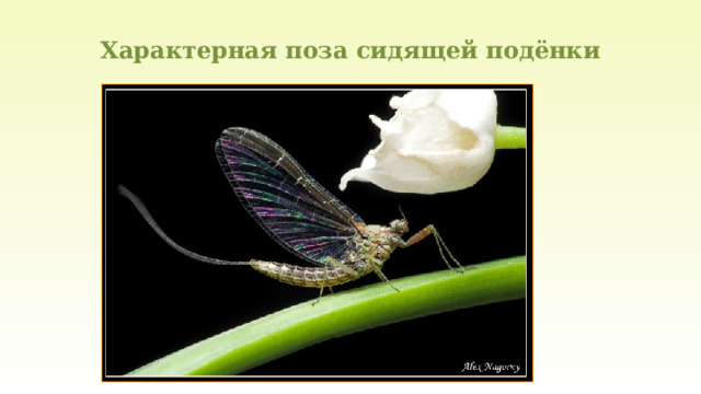 Характерная поза сидящей подёнки 