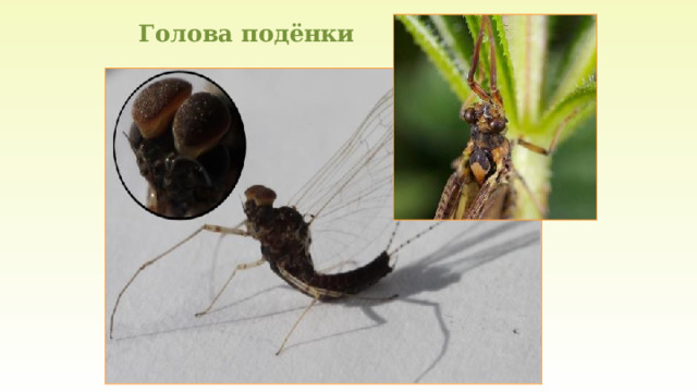 Голова подёнки 