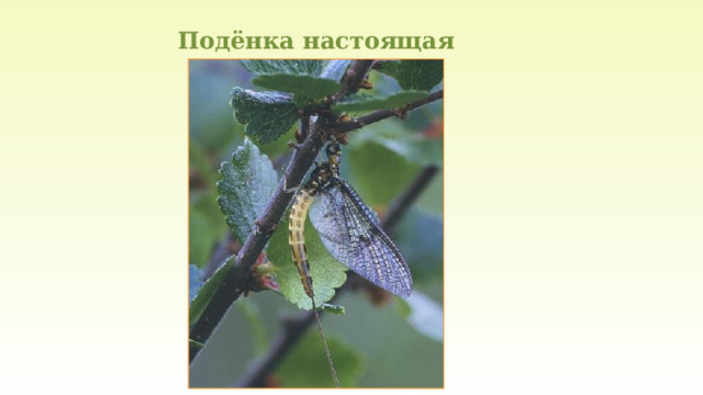 Подёнка настоящая 