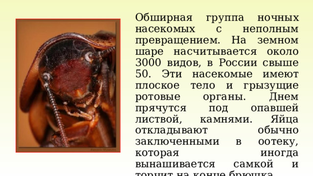 Обширная группа ночных насекомых с неполным превращением. На земном шаре насчитывается около 3000 видов, в России свыше 50. Эти насекомые имеют плоское тело и грызущие ротовые органы. Днем прячутся под опавшей листвой, камнями. Яйца откладывают обычно заключенными в оотеку, которая иногда вынашивается самкой и торчит на конце брюшка.  