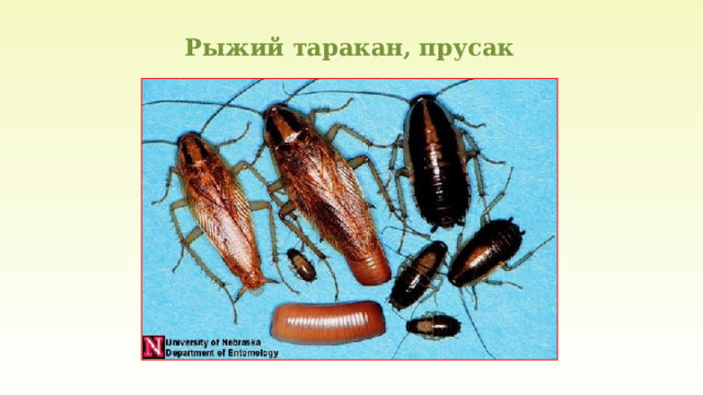 Рыжий таракан, прусак 