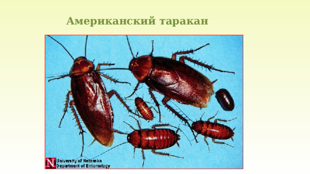 Американский таракан 