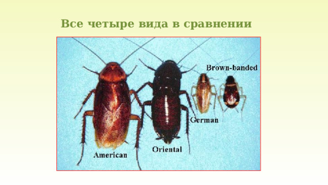 Все четыре вида в сравнении 