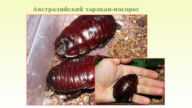 Австралийский таракан-носорог 