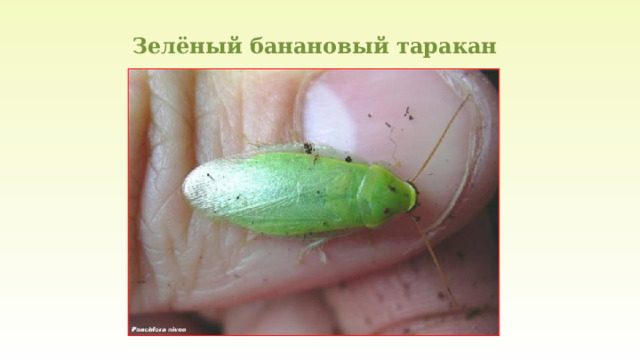 Зелёный банановый таракан 