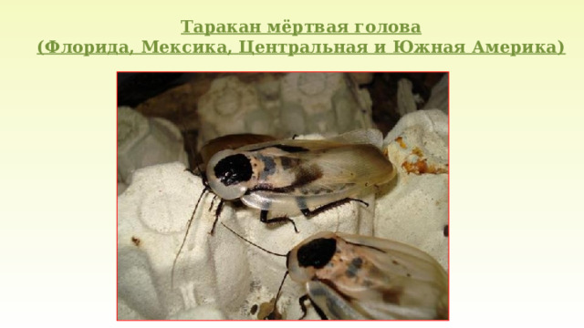 Таракан мёртвая голова  (Флорида, Мексика, Центральная и Южная Америка) 