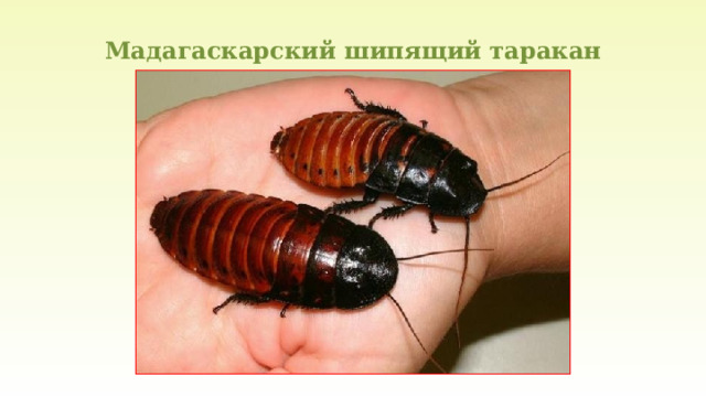 Мадагаскарский шипящий таракан 