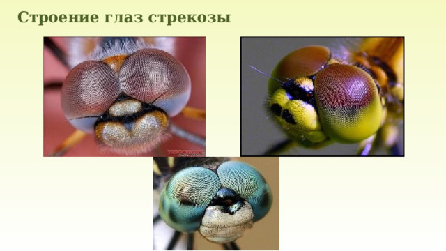 Строение глаз стрекозы 