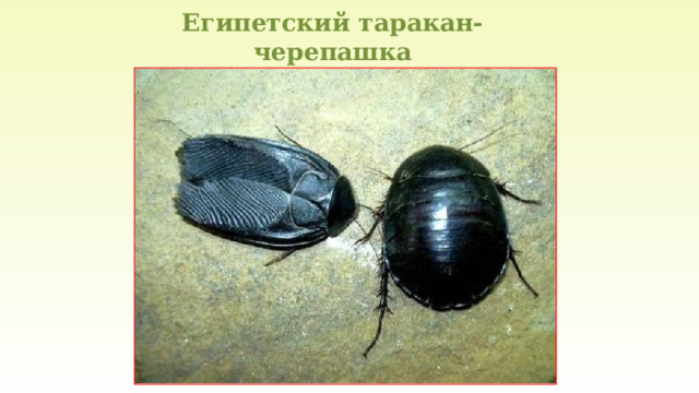 Египетский таракан-черепашка 