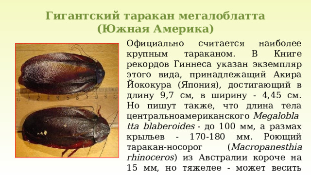 Гигантский таракан мегалоблатта  (Южная Америка) Официально считается наиболее крупным тараканом. В Книге рекордов Гиннеса указан экземпляр этого вида, принадлежащий Акира Йококура (Япония), достигающий в длину 9,7 см, в ширину - 4,45 см.  Но пишут также, что длина тела центральноамериканского  Megaloblatta blaberoides  - до 100 мм, а размах крыльев - 170-180 мм. Роющий таракан-носорог ( Macropanesthia rhinoceros ) из Австралии короче на 15 мм, но тяжелее - может весить почти 35 грамм. 