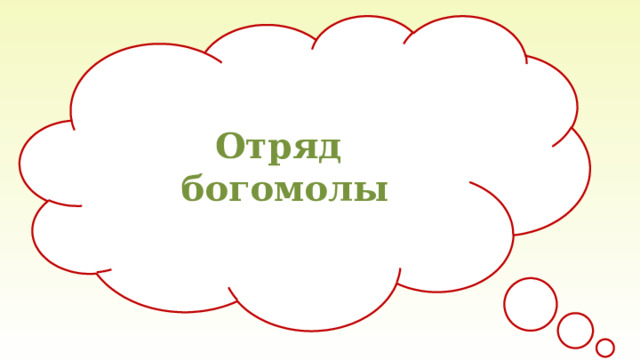 Отряд богомолы 