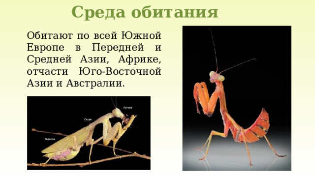 Среда обитания Обитают по всей Южной Европе в Передней и Средней Азии, Африке, отчасти Юго-Восточной Азии и Австралии. 