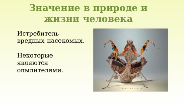 Значение в природе и жизни человека Истребитель вредных насекомых.  Некоторые являются опылителями. 