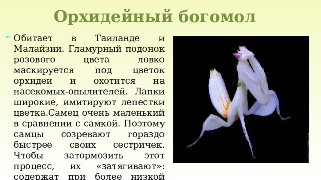 Орхидейный богомол Обитает в Таиланде и Малайзии. Гламурный подонок розового цвета ловко маскируется под цветок орхидеи и охотится на насекомых-опылителей. Лапки широкие, имитируют лепестки цветка.Самец очень маленький в сравнении с самкой. Поэтому самцы созревают гораздо быстрее своих сестричек. Чтобы затормозить этот процесс, их «затягивают»: содержат при более низкой температуре и почти не кормят. 