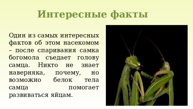 Интересные факты Один из самых интересных фактов об этом насекомом – после спаривания самка богомола съедает голову самца. Никто не знает наверняка, почему, но возможно белок тела самца помогает развиваться яйцам. 