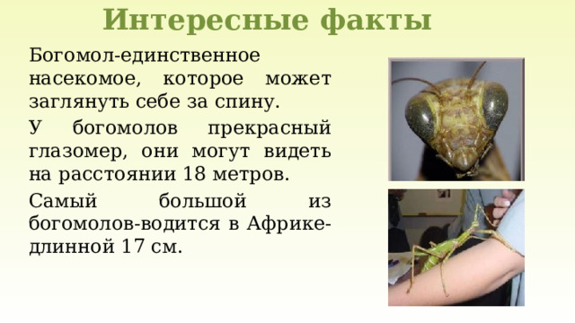 Интересные факты Богомол-единственное насекомое, которое может заглянуть себе за спину. У богомолов прекрасный глазомер, они могут видеть на расстоянии 18 метров. Самый большой из богомолов-водится в Африке-длинной 17 см. 