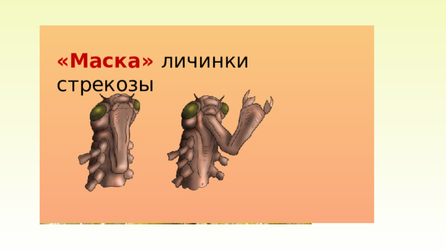 Стрекозы  – отряд хищных, хорошо летающих насекомых. «Маска» личинки стрекозы Лат. Libella – «маленькие весы». 