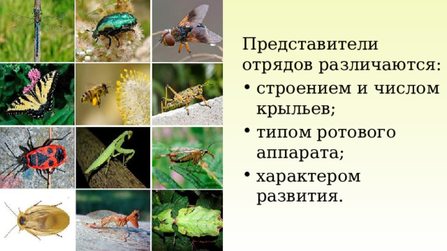 Представители отрядов различаются: строением и числом крыльев; типом ротового аппарата; характером развития. 